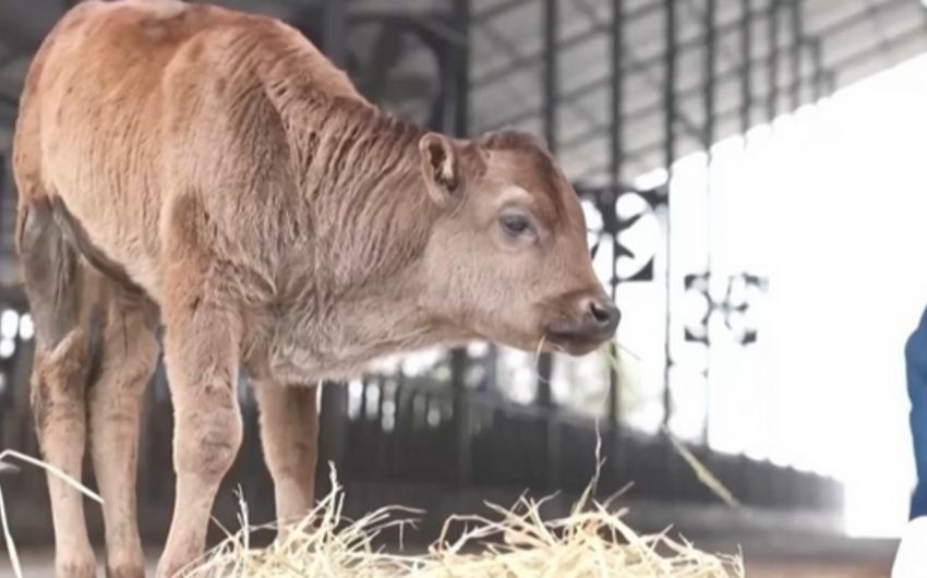 Endangered bulls have been cloned in China