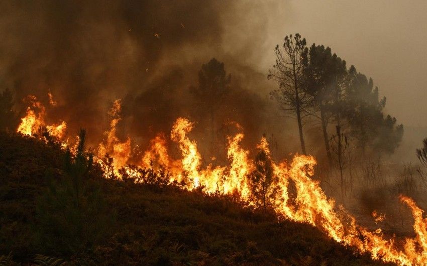 In Chile  forest fires move into densely populated central areas