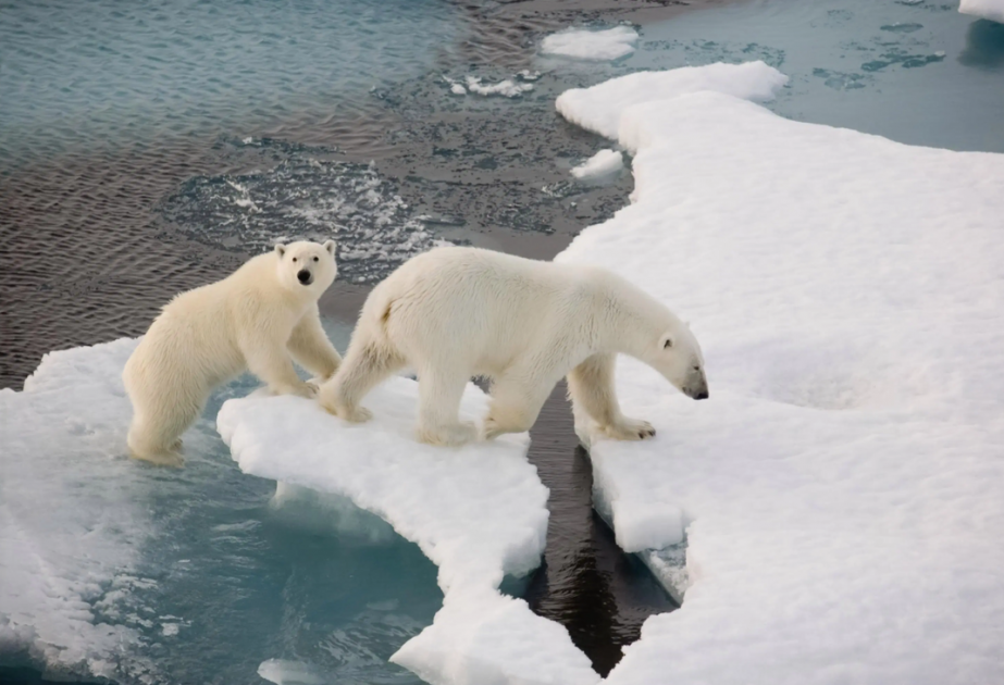 Polar bears are in danger of extinction due to warming in Arctic