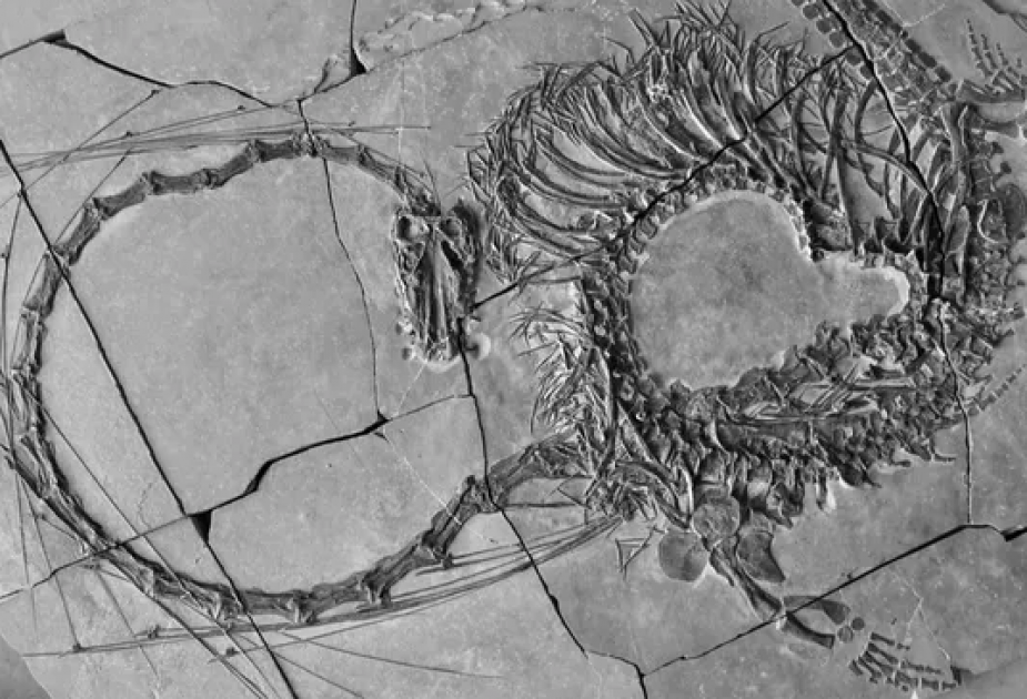 Stunning 240 million-year-old 'Chinese dragon' fossil unveiled by scientists