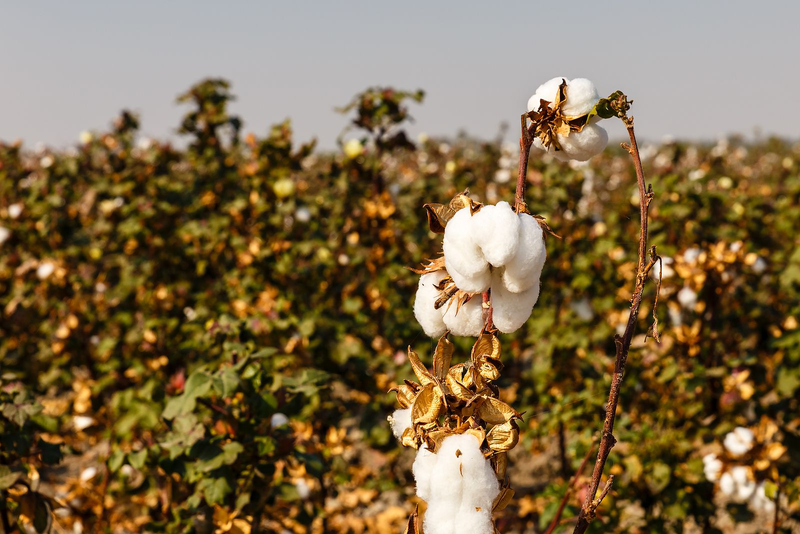 Uzbekistan's cotton experience can stimulate Azerbaijan to diversify its export