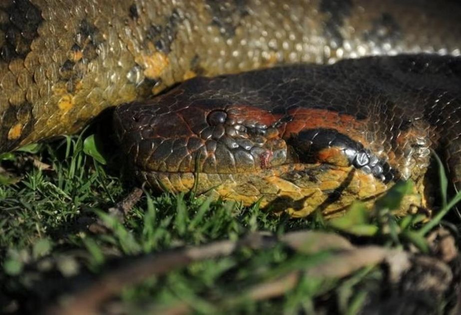 World's largest snake species discovered