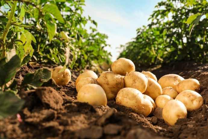 Price of seed potatoes imported to Azerbaijan increases