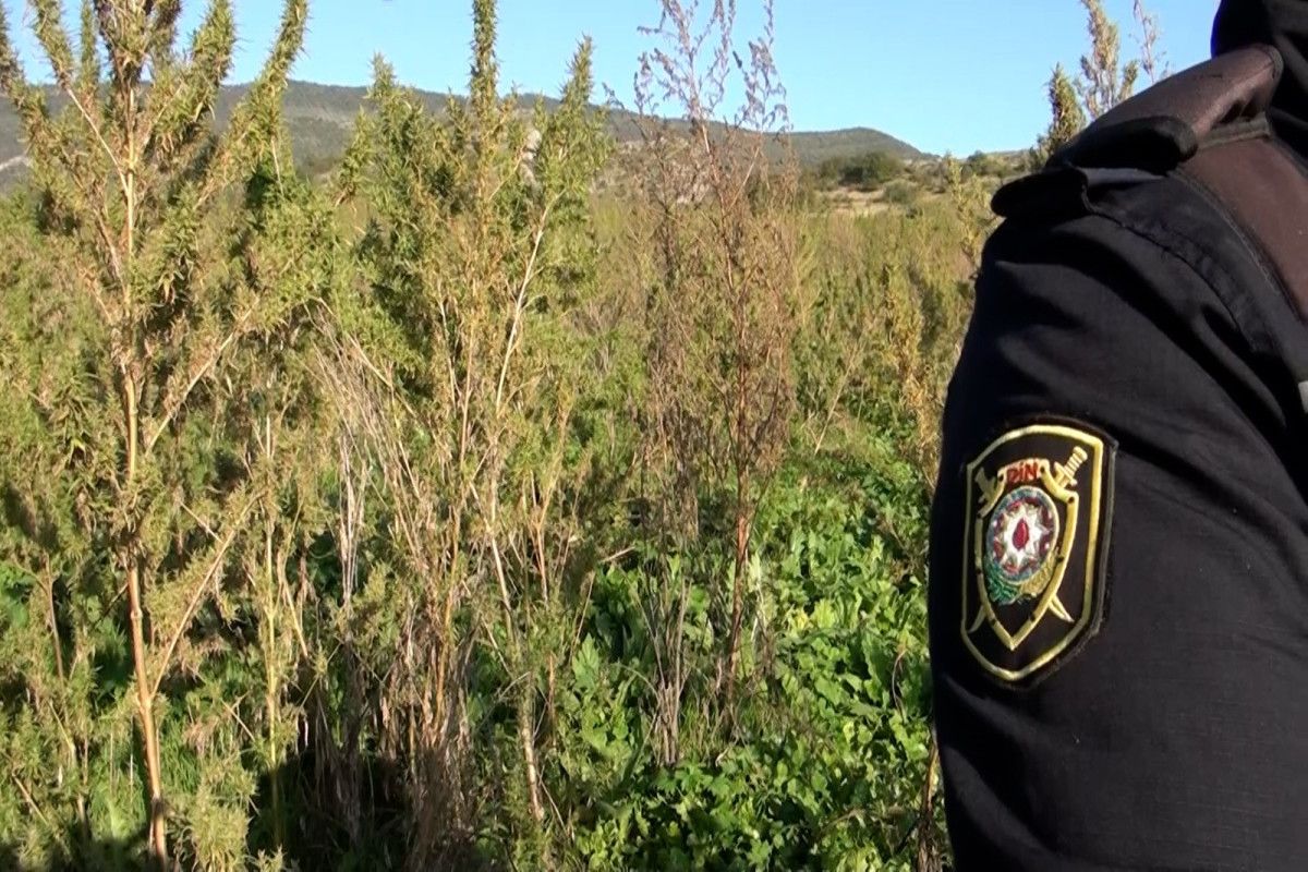 Azerbaijan reveals amount of narcotic plants found in liberated areas