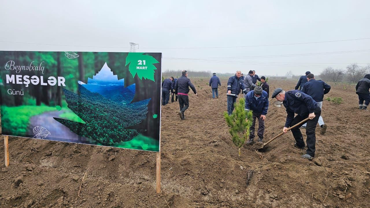 Over 42 thousand trees planted on occasion of Day of Forests