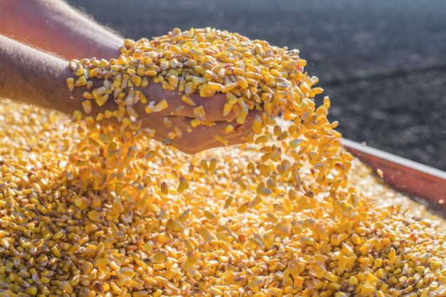 Azerbaijan reduces volume of imported corn