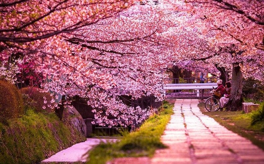 Cherry blossom season begins in Tokyo