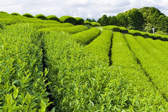 Azerbaijan indicates growth in tea production
