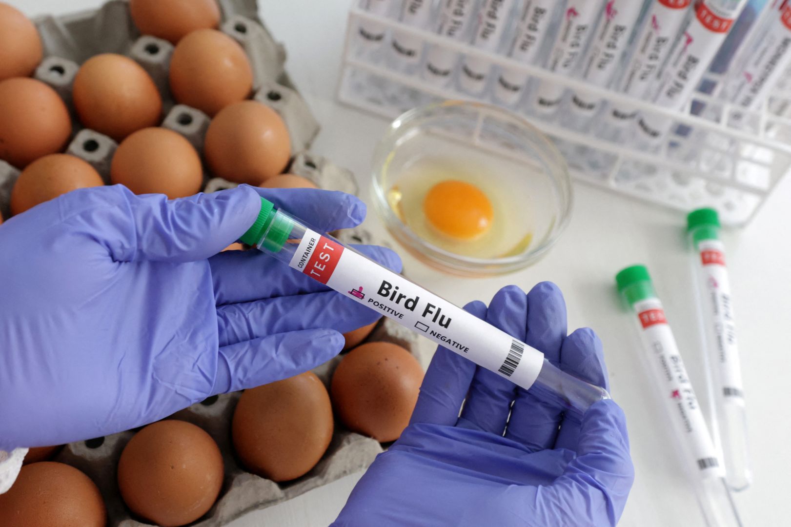 Kurczaki i zwierzęta gospodarskie zostały dotknięte powszechną epidemią ptasiej grypy