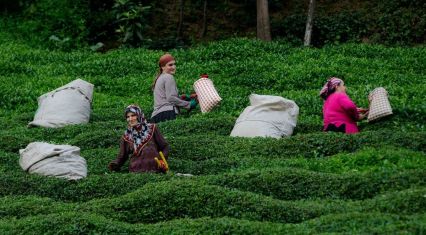 Turkish tea exports hikes