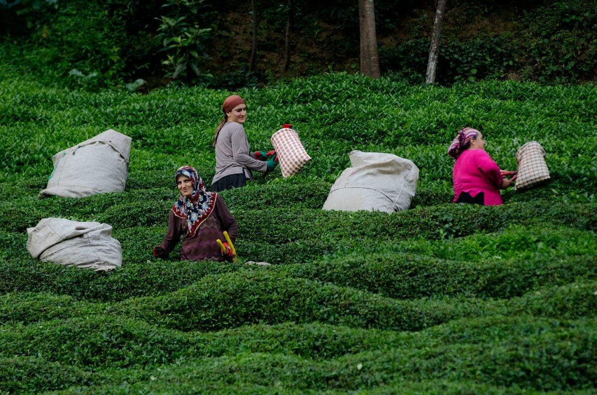 Turkish tea exports hikes