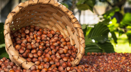 Hazelnut exports from Azerbaijan approach $80 million in first four months of 2026