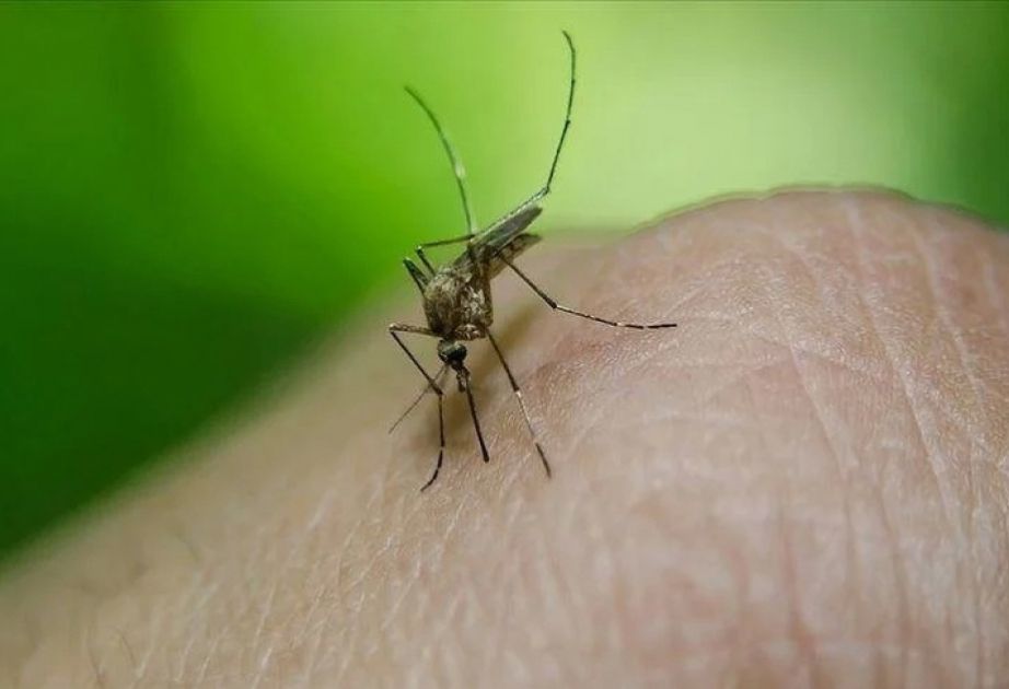 Over 488,000 dengue cases reported in Argentina in first 5 months