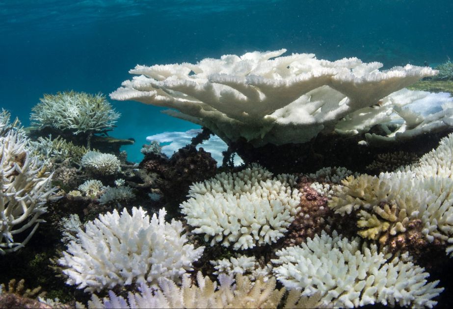 Corals along coast of Con Dao Island in Vietnam dying masse