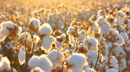 Azerbaijan's cotton exports rise 23.3% in January-August