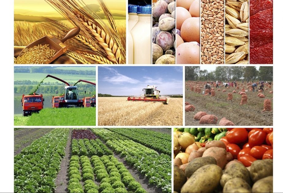 Profit of agricultural enterprises in Azerbaijan rises significantly