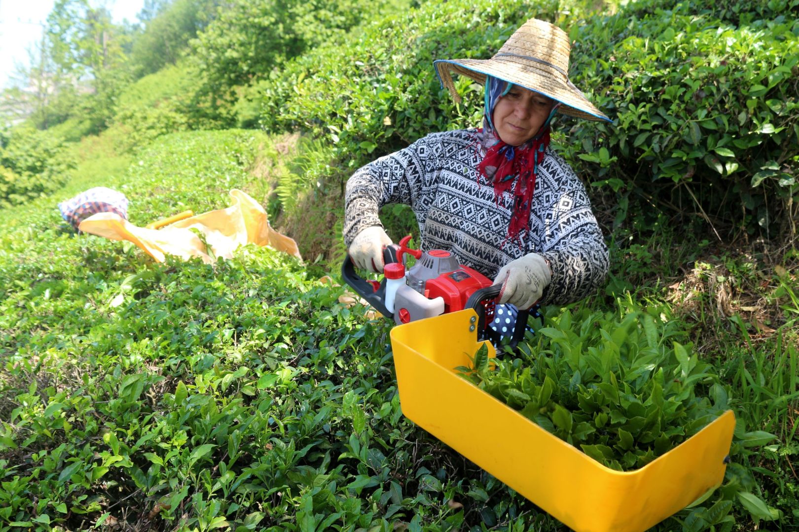 Azerbaijan sees growth in tea exports