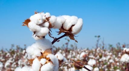 Azərpambıq exports record decrease in January–November 2025