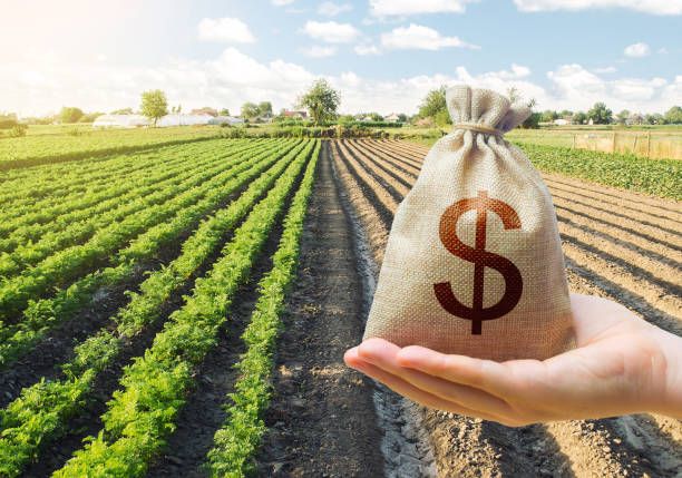 Azerbaijan to offer one-time subsidy for date orchard planting per hectare [PHOTO]