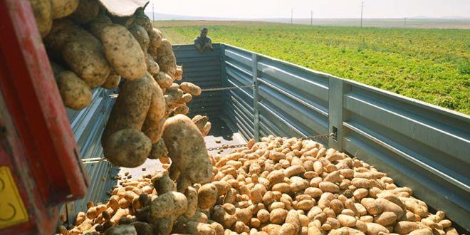 Azerbaijan revels revenues from potato export