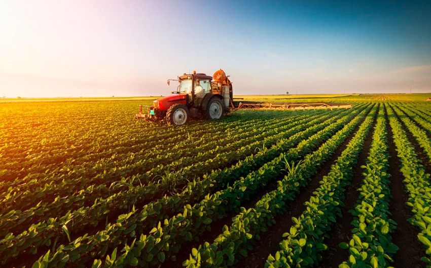 Azerbaijan’s agricultural output declines slightly in first eight months of 2025