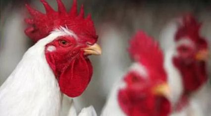 Scientists develop high-yield chicken in Pakistan