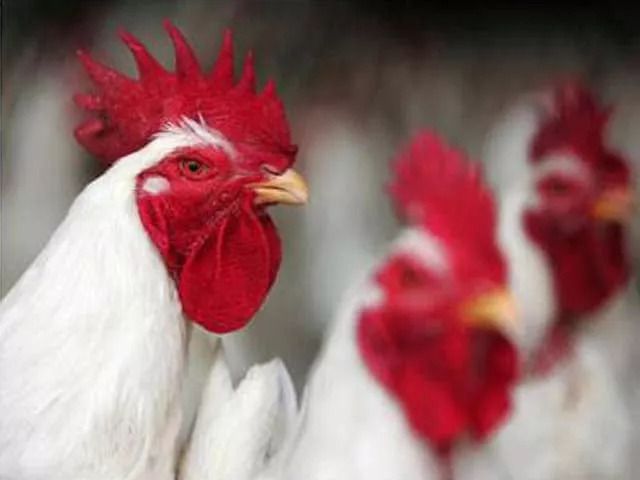 Scientists develop high-yield chicken in Pakistan