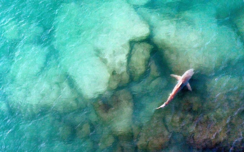 Scientists discover new species of ancient sharks swimming off coast of Britain