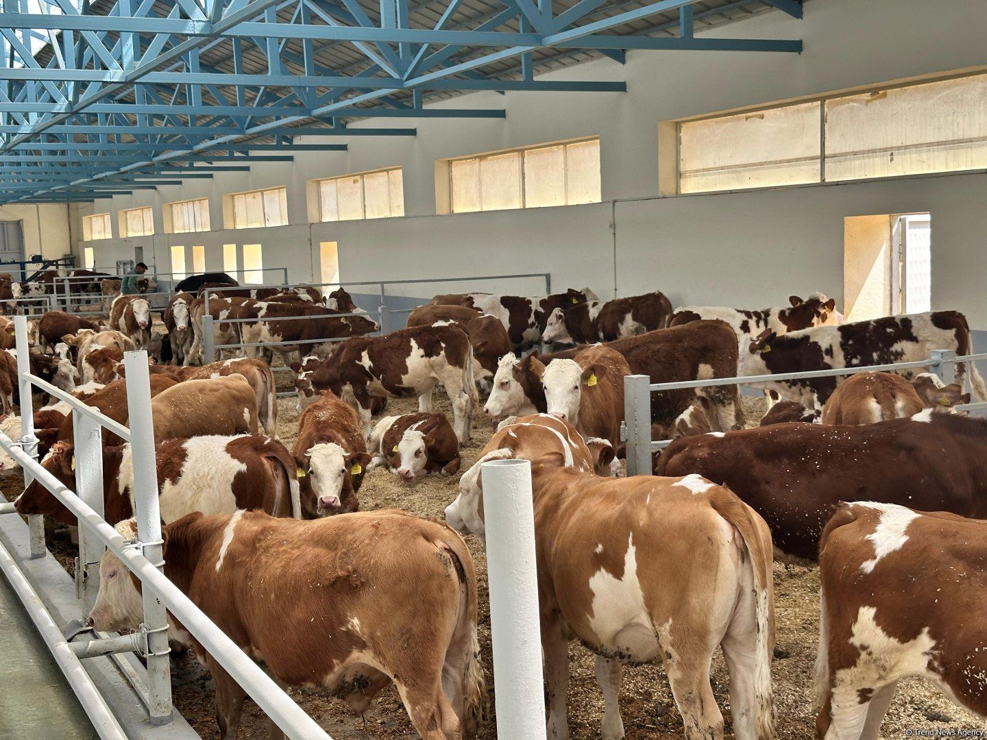 Livestock complex launched in Khojaly signals economic revival in liberated territories [PHOTOS]