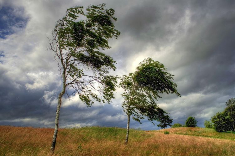 Yellow wind warning issued for Baku, Absheron, and Several districts on May 18