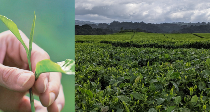 Azerbaijan’s tea industry charts new economic course