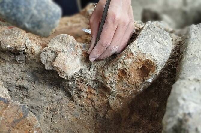 Indonesian researchers unearth 500,000-year-old elephant fossils in Java