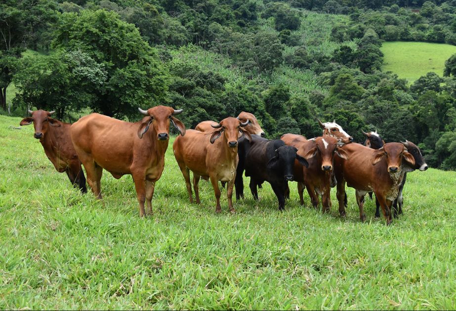 Brazil once again set record in field of cattle exports