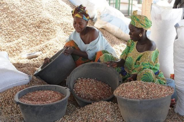Training program in China helps upgrade Senegal's peanut industry