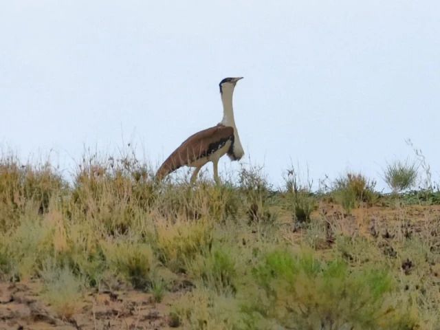 Great Indian Bustard population shows recovery in Cholistan