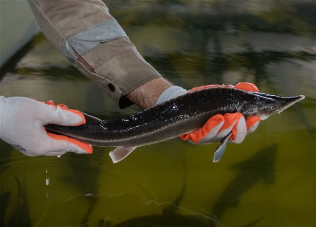 Azerbaijan expands access to EU markets for caviar and fish products
