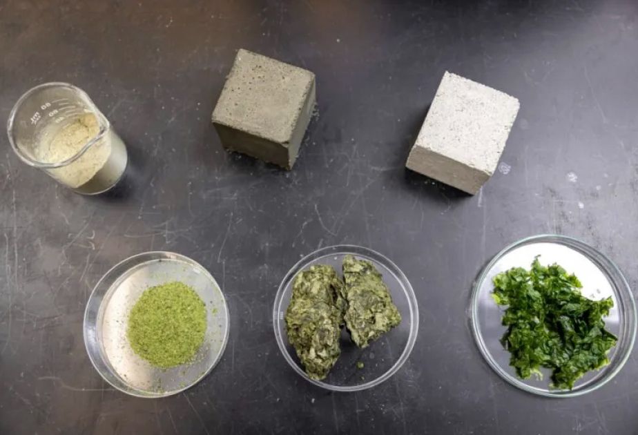 Microsoft develops low-carbon cement using seaweed in partnership with University of Washington