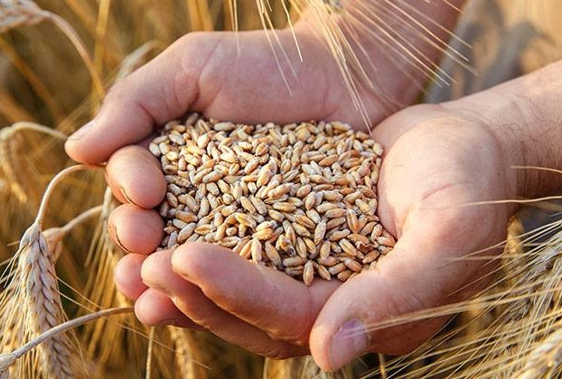 Mass harvest of cereals and leguminous crops nears completion in Azerbaijan