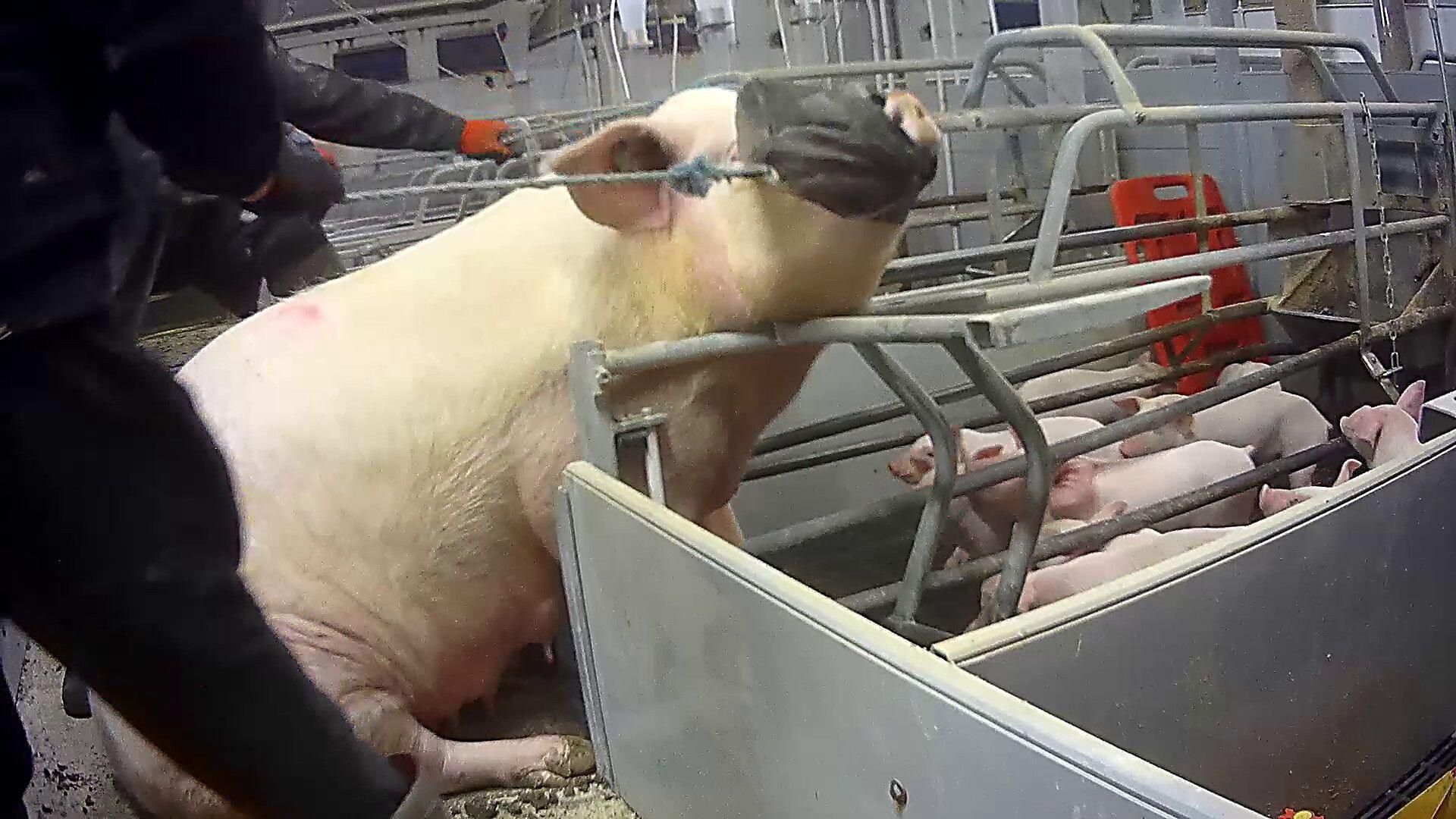 Lincolnshire farm under fire after undercover animal abuse footage