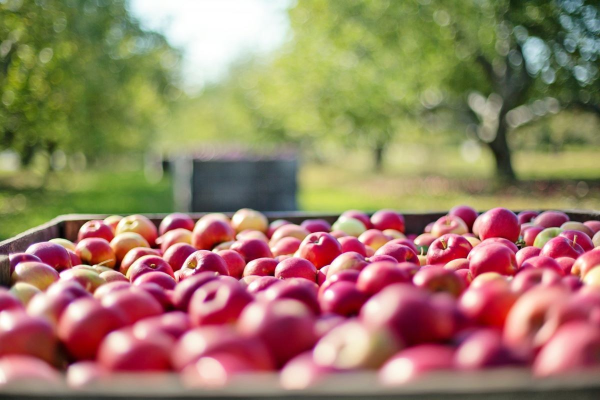 Azerbaijan boosts fruit exports with strong growth in apples, pears, and quinces