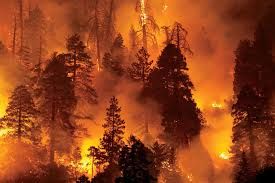 Forest fires devastate over 1 mln hectares in EU in 2025