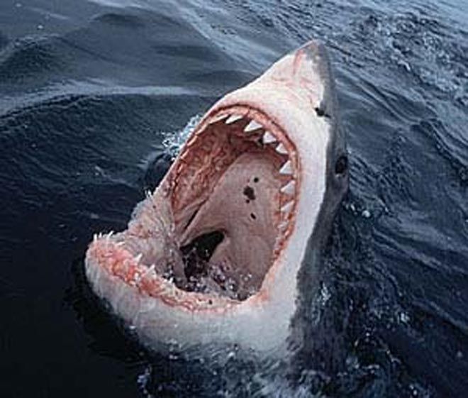 Shark kills man in his 50s at Sydney beach