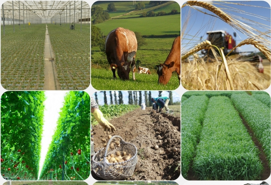 Azerbaijan's livestock industry at crossroads of growth as farmland shrinks