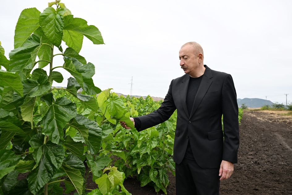 President Ilham Aliyev visits mulberry orchard in Dashbulaq village in Khojaly [PHOTO]
