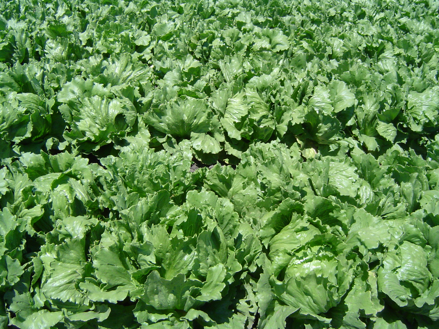 Azerbaijan diversifies lettuce sources, Iran still leads