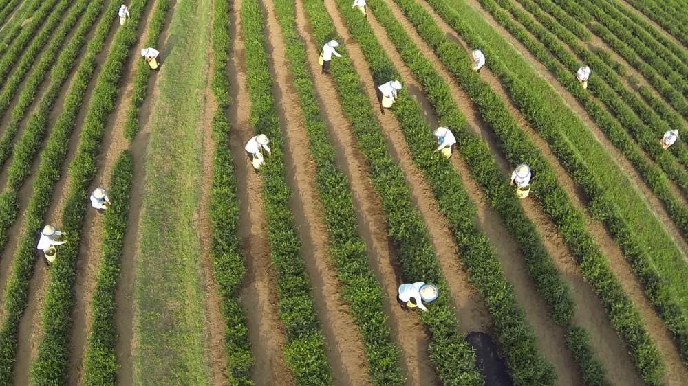 Azerbaijan produces 7,788 tons of tea in January–August 2025