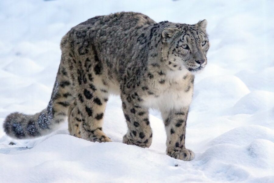 Int'l Snow Leopard Day: Global call for conservation