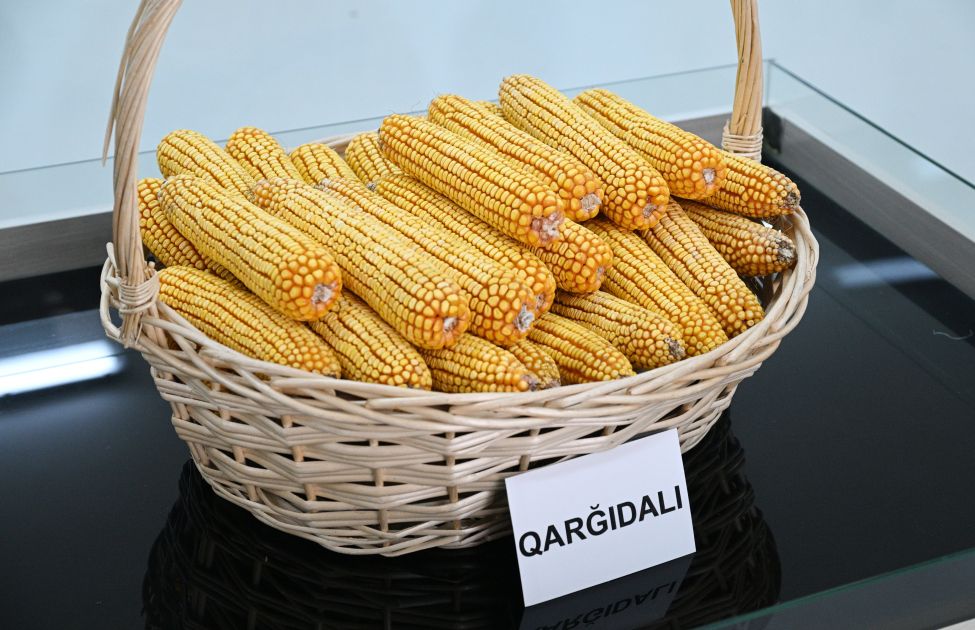 Slider Image 1
