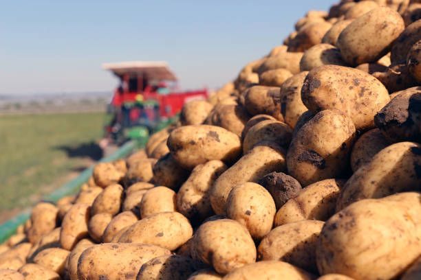 Azerbaijan increases potato exports in first nine months of year