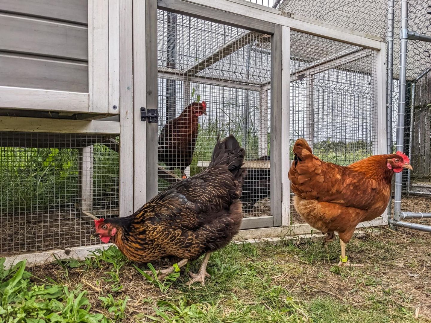 Spain restricts outdoor chicken breeding